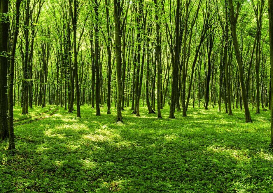 Grüner Wald mit Bäumen